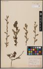 Foto von Salix aurita L.